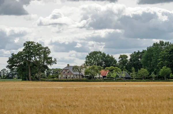 オランダ フーゲヴェン2020年7月22日 劇的な空の下で大麦のフィールドの横にある伝統的な農家や木のない農家 — ストック写真