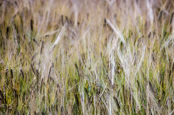 Close Field Barley — Stock Photo, Image