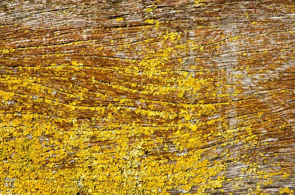 Planches Brunes Altérées Partiellement Recouvertes Une Sorte Lichen Jaune — Photo