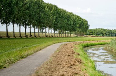Hollanda 'nın Dordrecht adasındaki manzara, dar bir asfalt yolu, bir hendek, bir sıra ağaç ve bir hendek