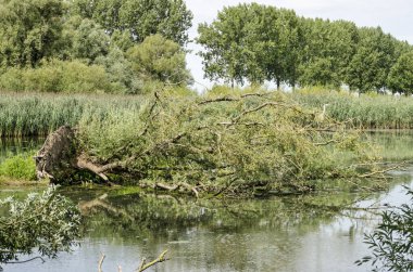 Hollanda, Dordrecht yakınlarındaki Biesbosch Milli Parkı 'ndaki küçük bir gölde devrilmiş söğüt ağacı.