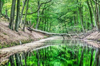 Hollanda, Lahey 'deki Clingendael parkının orman benzeri bir bölgesinde ağaçların yansıdığı sakin bir manzara.