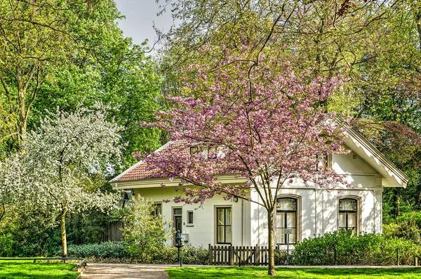 Dordrecht Netherlands April 2020 Pink Flowering Prunus White Gardeners House — Stock Photo, Image