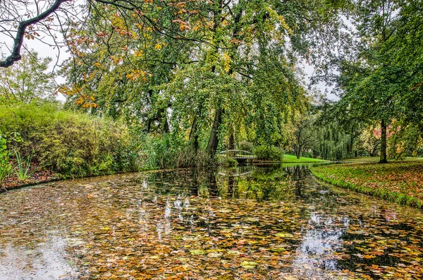 Rotterdam Netherlands November 2019 Colorful Trees Reflect Pond Filled Leaves — Stock Photo, Image