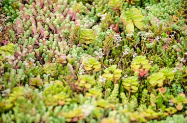 Sedum bitkilerinin kapalı bir çatısı var.