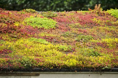 Sedum sarı, kırmızı ve yeşil renklerle bezenmiş eğimli çatı.