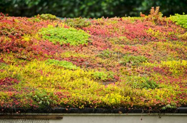 Vegetated sloping roof with sedum in vibrant yellow, red and green clipart