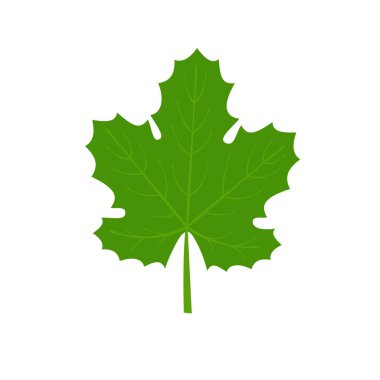 Vektör çizim üzüm yaprağı. Yeşil yaprak.