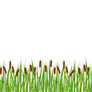 Vektör sazlık sınırı. Sazlıklar yatay sınırda. Reed çerçevesi.