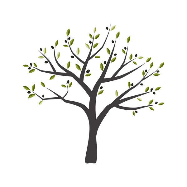 Ilustracja Wektorowa Drzewa Oliwnego Zielony Oliwkowy Drzewa — Wektor stockowy