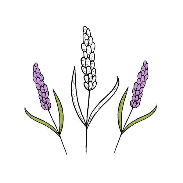 Vetor mão lavanda desenhada . — Vetor de Stock