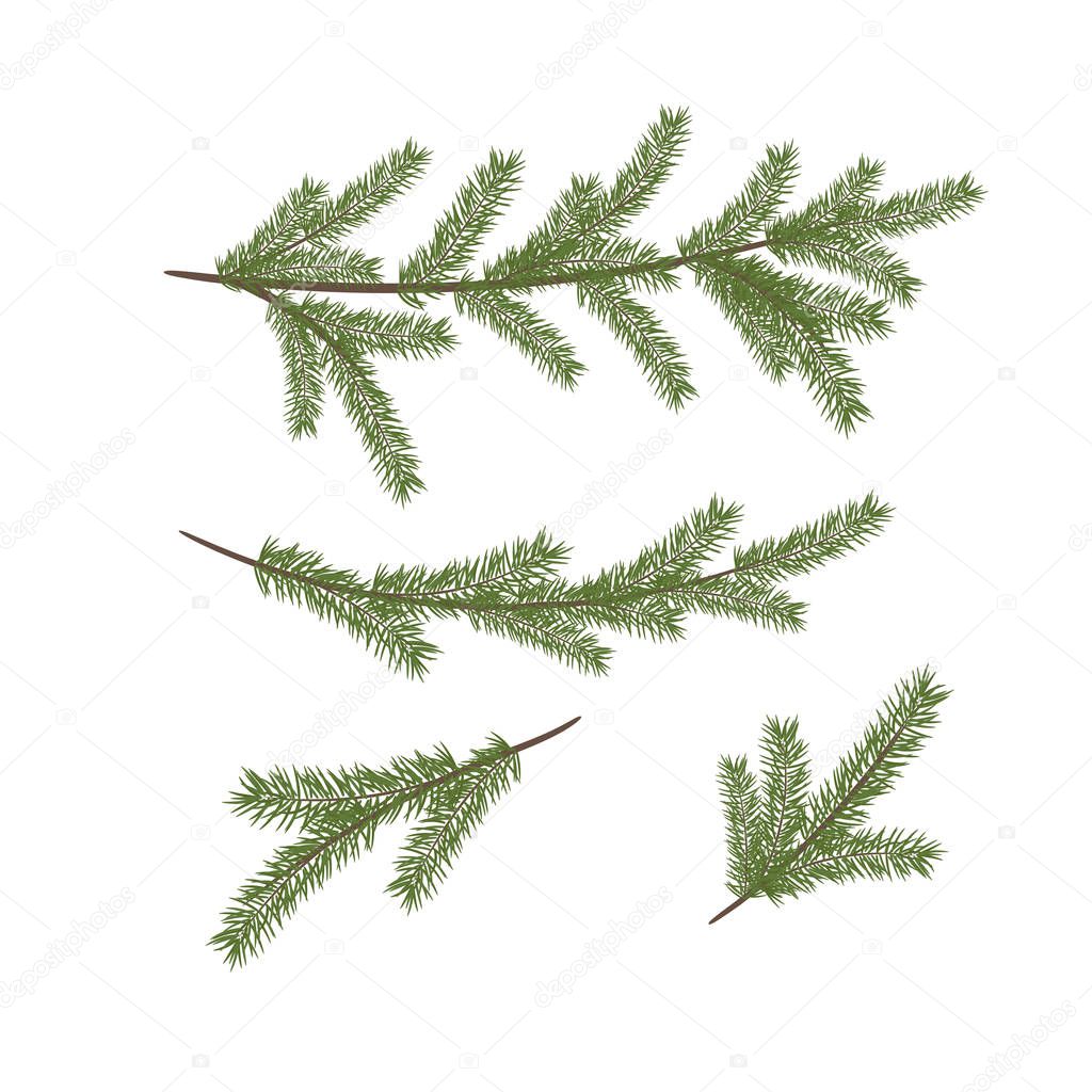 Realistic vector Christmas tree branches. Vector set of Christmas tree branches. 