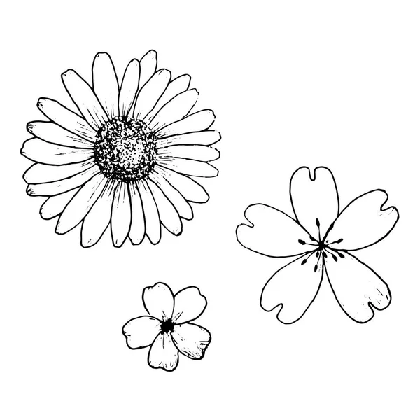 Векторні квіти намальовані вручну. Чорні контури квітів . — стоковий вектор