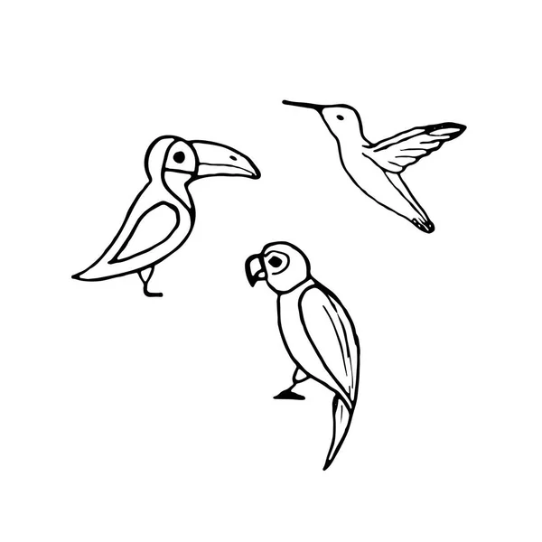 Ensemble vectoriel d'oiseaux dessinés à la main tels que perroquet, toucan et colibr — Image vectorielle