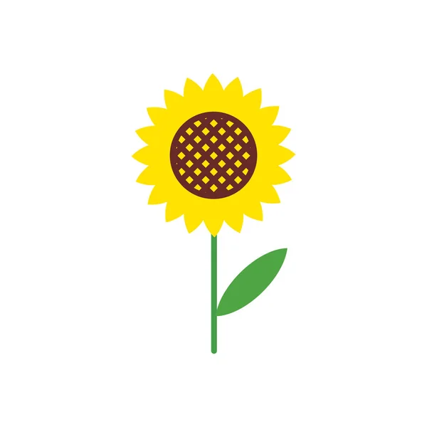 Illustration vectorielle de tournesol coloré. icône de tournesol . — Image vectorielle