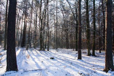 Kış ormanı, Sarnıç peyzajı