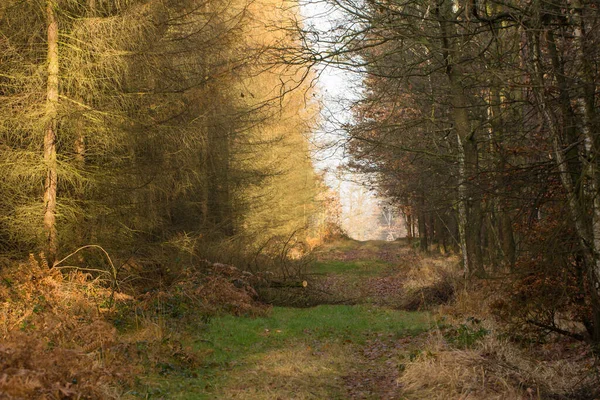 Lesní Cesta Krajinný Park — Stock fotografie