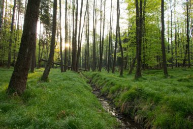 Güneşin doğuşunda güzel yeşil orman