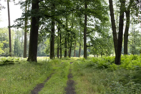 Zelená Lesní Cesta Cisterciánský Park — Stock fotografie