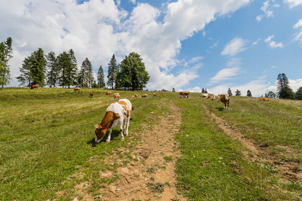 коричневые коровы пасутся на горной тропе