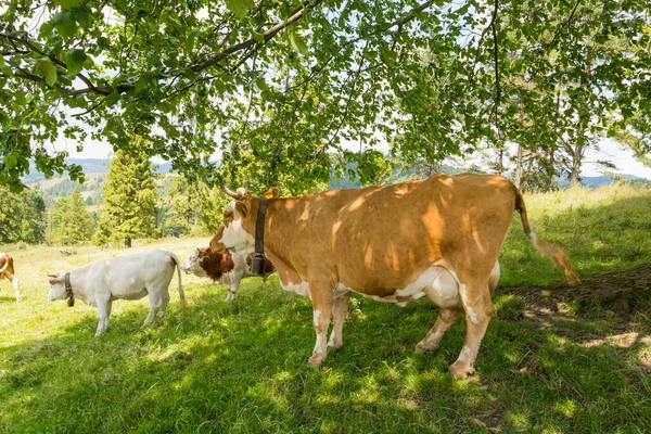 Brown Cow Grazing Mountains — Stock Photo, Image