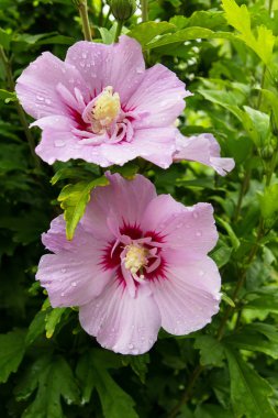 Yeşil yaprakları arka plan üzerinde iki güzel pembe çiçekler