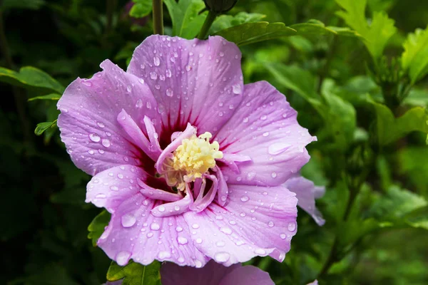 Yeşil yaprakları arka plan üzerinde waterdrops ile yalnız güzel pembe çiçek