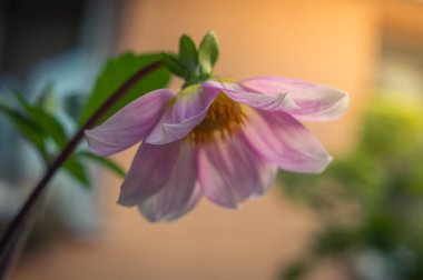 Pembe Çiçek Baş Aşağı Bakıyor