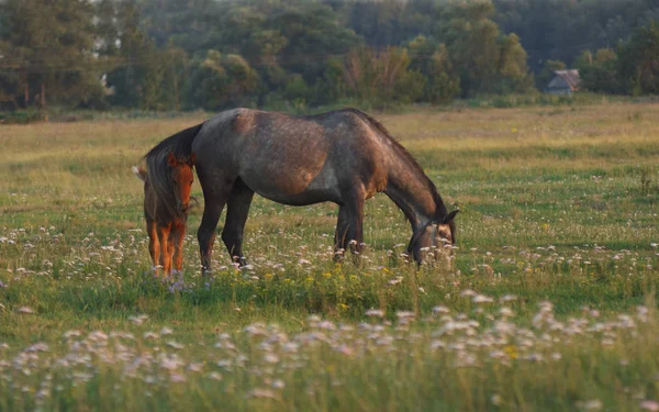 马和马驹在日落的草地上放牧 马正在吃草 — 图库照片