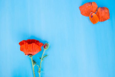 Çiçek ve bud ve mavi bir yüzey üzerinde haşhaş yaprakları.