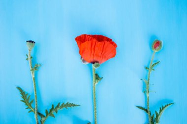 Çiçek ve mavi bir yüzey üzerinde haşhaş tomurcuğu. Çiçekli üç aşaması 