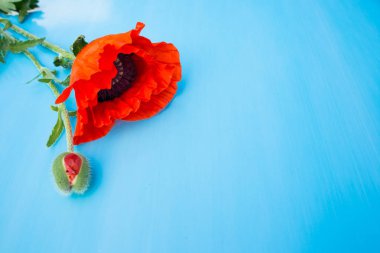 Çiçek ve haşhaş tomurcuğu mavi bir yüzeye yakın çekim. Kopya alanı. 