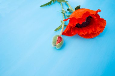 Çiçek ve haşhaş tomurcuğu mavi bir yüzeye yakın çekim. Kopya alanı. 