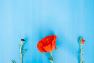 Çiçek ve mavi bir yüzey üzerinde haşhaş tomurcuğu. çiçekli üç aşaması. Kopya alanı