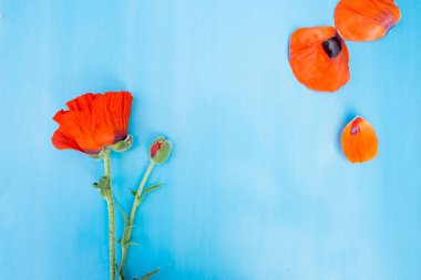 Çiçek ve bud ve mavi bir yüzey üzerinde haşhaş yaprakları. 