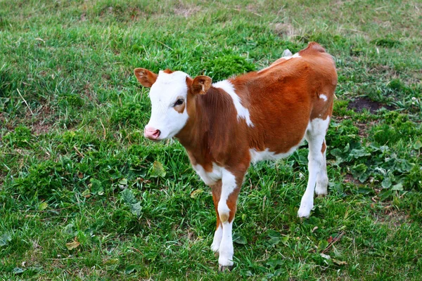 red-white calf standing on green grass