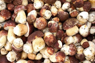 birçok ceps yakın çekim