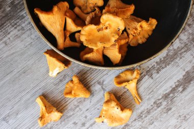 Taze chanterelles Pan ve tablo. 