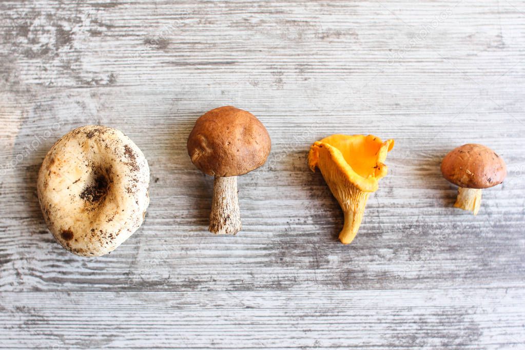 different mushrooms that lie in a row: milk mushroom , boletus, chanterelle, oiler