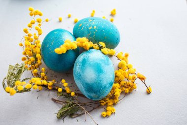 Paskalya yumurtaları turkuaz renkli ve gri arka plan üzerinde Mimoza dal bileşimi