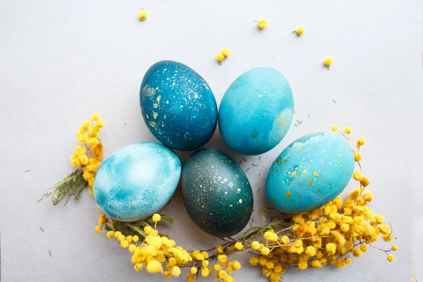 Turquoise Blue Easter Egg Sprig Mimosa Gray Background — Stock Photo, Image