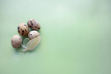 Bıldırcın yumurtası ve yumuşak yeşil bir arka plan üzerinde bir tüy. Paskalya kompozisyon. Yumuşak ışık, kopya alanı.