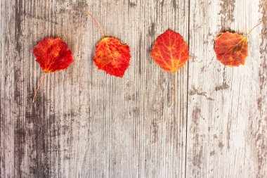 sonbahar kompozisyon