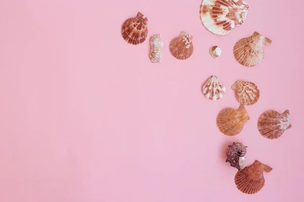 Conchas Colores Sobre Fondo Rosa Claro Flatlay Espacio Copia — Foto de Stock