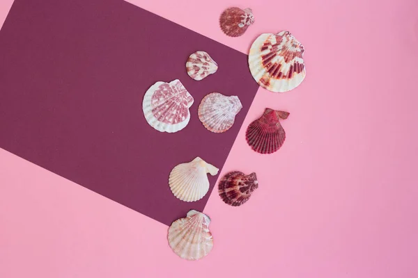 Composición Conchas Blanco Rosadas Moradas Sobre Fondo Papel Rosa Burdeos — Foto de Stock