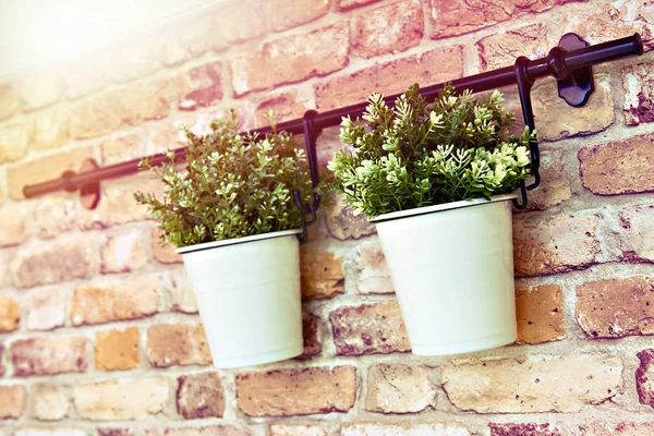 Plants in pots on brick wall — Stock Photo, Image