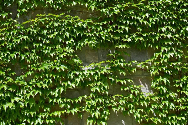 Climbing plant on stone wall — Stock Photo, Image