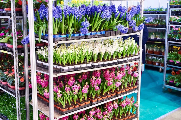 Hyacinths Flowers Shelves Store — Stock Photo, Image