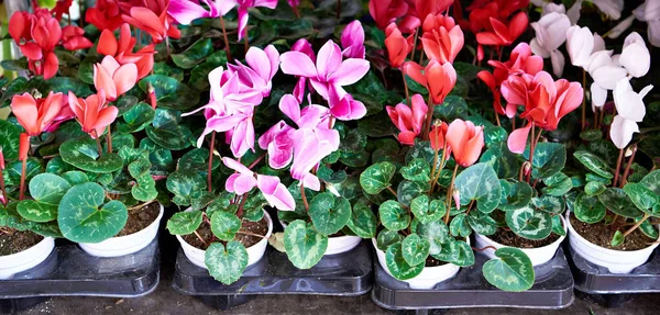 Cyclamen Flowers Shelves Store — Stock Photo, Image