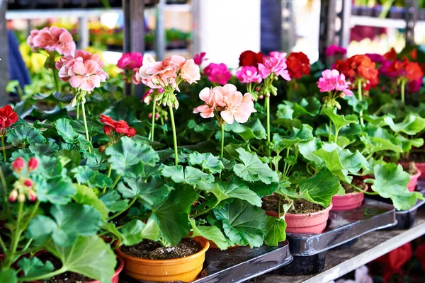 Geranium Flowers Shelves Store — Stock Photo, Image